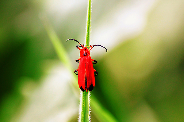 포토 JPG 해외이미지 전신 동물 한마리 꽃 야생동물 나비 곤충 잎 날개 자연 독일 안테나 매달리기 사람없음 야외 목재 가로 빨간색 초록색 여름 하이앵글 컬러풀 검은색 나뭇가지 잡기 그물 닫기 벌레 잠자리 샌들 수분 딱정벌레 나방 카피스페이스 해외포토 나무 식물 1 계절 유럽 뷰포인트 컬러 신발 재료 통신 모션 공백 생태계 파일형식 이미지허브