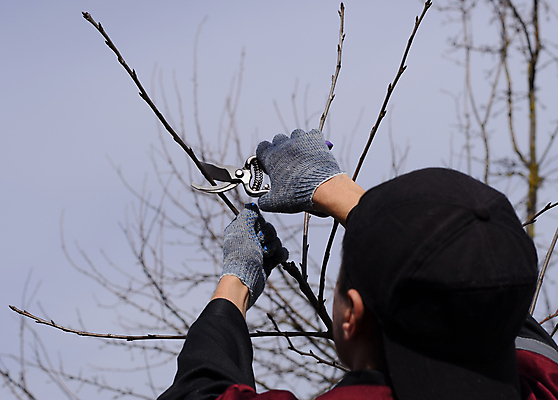 포토 JPG 해외이미지 나무 손 남자 장갑 백그라운드 농업 과일 손가락 관리 사람 사람없음 야외 농장 정원 봄 장비 성장 나뭇가지 업무 작업 체리 칼날 보호 농부 주식 탈출 원예 날카로움 나무껍질 손질 원예사 제목 세련 해외포토 식물 직업 잡화 계절 산업 컨셉 취미 신체부위 금융 껍질 파일형식 이미지허브