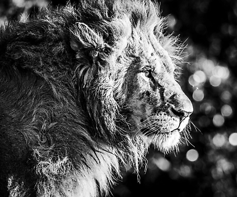 포토 JPG 해외이미지 주간 한마리 야생동물 흑백 사람없음 야외 보케 육식동물 숫사자 해외포토 자연요소 동물 1 촬영기법 사자 수컷 파일형식 이미지허브