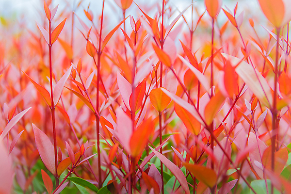 포토 JPG 해외이미지 나무 식물 디자인 계절 백그라운드 잎 패턴 채소 오렌지 자연 아침 추상 건강 미술 풍경 사람없음 빨간색 초록색 빛 컬러풀 갈색 새싹 환경 정원 성장 덮개 가을 나뭇가지 인사 신선 숲 유기농 원예 질감 내추럴 스타일 해외포토 주간 웰빙 컬러 무늬 과일 문화예술 취미 뚜껑 예절 생태계 파일형식 이미지허브