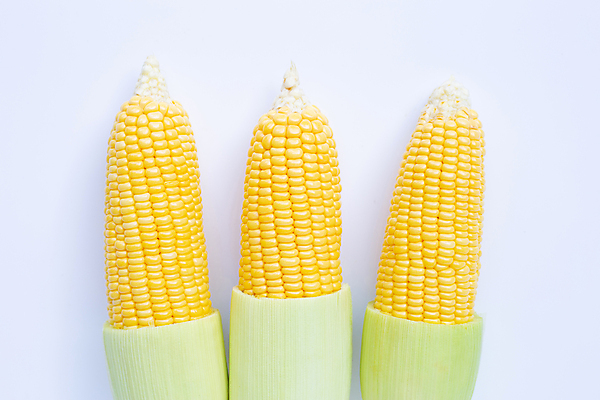포토 JPG 해외이미지 실내 옥수수 사람없음 세개 흰배경 일렬 옥수수껍질 해외포토 백그라운드 곡류 3 내부 껍질 흰색 파일형식 이미지허브