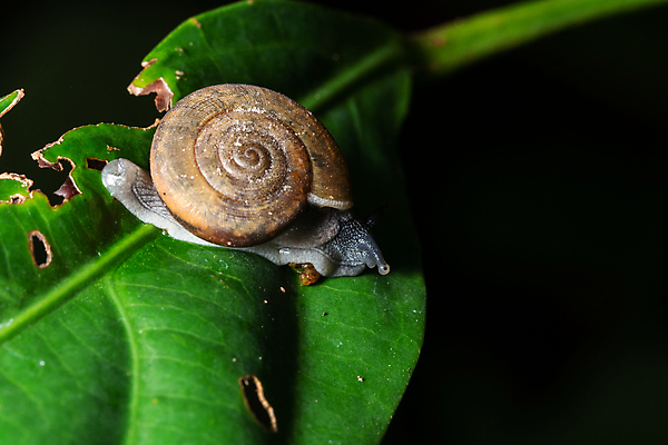 포토 JPG 해외이미지 한마리 잎 검은배경 실내 사람없음 기어가기 해외포토 식물 1 백그라운드 모션 내부 검은색 파일형식 이미지허브
