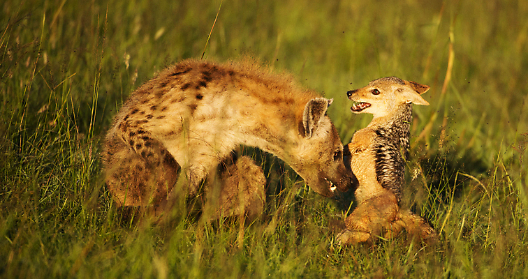 포토 JPG 해외이미지 주간 야생동물 새끼 두마리 사람없음 야외 육식동물 하이에나 해외포토 자연요소 동물 2 파일형식 이미지허브