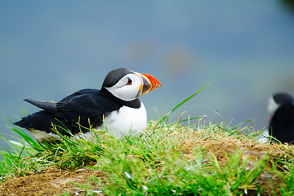포토 JPG 해외이미지 동물 유럽 야생동물 바다 섬 자연 조류 아이슬란드 서기 사람없음 초록색 물 컬러풀 마을 검은색 흰색 북극 빙하 부리 북쪽 멀리 동쪽 대서양 해외포토 자연요소 나라 컬러 모션 극지방 방향 생태계 파일형식 이미지허브