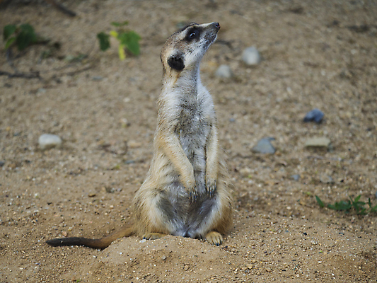 포토 JPG 해외이미지 동물 응시 공원 얼굴 야생동물 백그라운드 포유류 가족 아프리카 자연 생물 털 동물원 종류 서기 경비 사람없음 옆모습 갈색 우주 사막 황무지 닫기 소프트포커스 작음 모피 손목시계 보케 육식동물 경보 동물상 미어캣 블러 해외포토 시선 공공시설 나라 뷰포인트 시계 컬러 장신구 관계 모션 촬영기법 안전 신체부위 조형물 보호 크기 생태계 파일형식 이미지허브