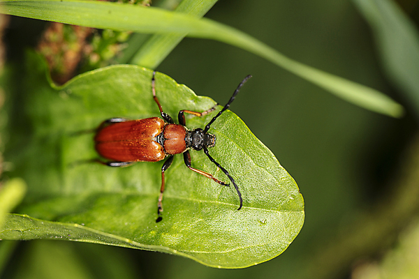 포토 JPG 해외이미지 동물 1 유럽 야생동물 곤충 백그라운드 오렌지 가족 자연 종류 사람없음 빨간색 세로 흰색 행운 플랫 닫기 수집 딱정벌레 싱글 생물학 나무껍질 진홍색 고립 동물상 해외포토 나무 교육 나라 컬러 컨셉 과일 관계 모션 조형물 껍질 생태계 파일형식 이미지허브