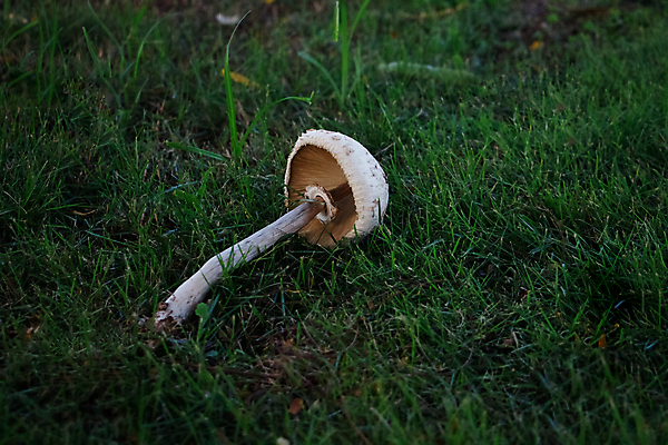 포토 JPG 해외이미지 식물 계절 음식 자연 이끼 사람없음 목재 초록색 여름 갈색 버섯 가을 숲 내추럴 곰팡이 그물버섯 식용 캡모자 해외포토 나무 모자_잡화 컬러 재료 생태계 파일형식 이미지허브