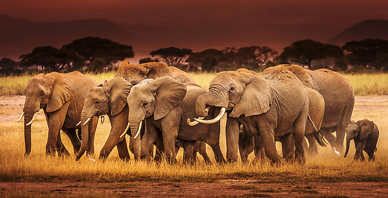 포토 JPG 해외이미지 주간 야생동물 새끼 여러마리 초식동물 코끼리 사람없음 야외 해외포토 자연요소 동물 다수 포유류 파일형식 이미지허브