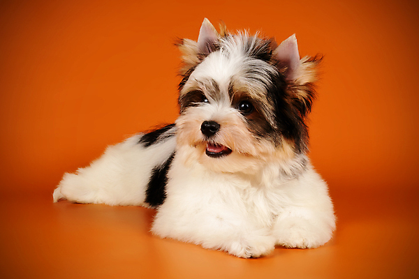 포토 JPG 해외이미지 동물 1 행복 새끼 백그라운드 새로움 털 미소 사람없음 빨간색 반려동물 귀여움 검은색 거울 흰색 개 달콤 강아지 작음 요크셔테리어 테리어 활 솜털 송곳니 기르기 비버 삼색 해외포토 감정 컬러 컨셉 포유류 표정 맛 치아 크기 돌봄 파일형식 이미지허브