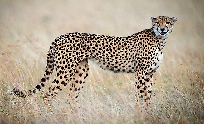 포토 JPG 해외이미지 주간 한마리 야생동물 사람없음 야외 육식동물 치타 해외포토 자연요소 동물 1 포유류 파일형식 이미지허브