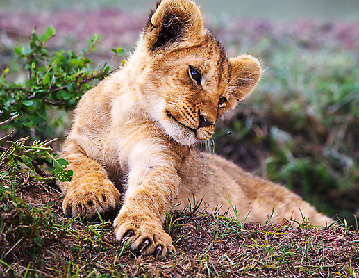 포토 JPG 해외이미지 주간 한마리 야생동물 새끼 사람없음 야외 아웃포커스 사자 육식동물 해외포토 자연요소 동물 1 포유류 촬영기법 파일형식 이미지허브