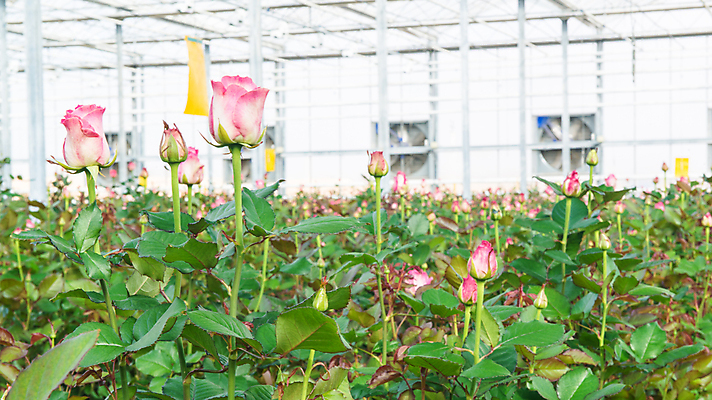 포토 JPG 해외이미지 식물 꽃잎 꽃 산업 문화 백그라운드 잎 꽃무늬 농업 자연 유리 지붕 주택 프레임 사람없음 초록색 농장 장미 봄 수확 성장 벚꽃 소프트포커스 원예 내추럴 밭일 온실 세련 해외포토 계절 컬러 무늬 재질 촬영기법 취미 건물 생태계 파일형식 이미지허브