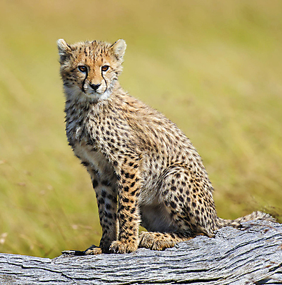 포토 JPG 해외이미지 주간 나무 한마리 야생동물 새끼 앉기 사람없음 야외 아웃포커스 육식동물 치타 해외포토 자연요소 식물 동물 1 포유류 모션 촬영기법 파일형식 이미지허브