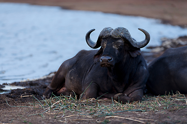 포토 JPG 해외이미지 동물 공원 여자 야생동물 곡선 포유류 가족 아프리카 자연 초식동물 생물 함께함 뿔 사람없음 야외 가로 머리 검은색 게임 소 군중 큼 방목 망토 사파리 황소 서식지 내추럴 남아프리카 동물상 찰과상 해외포토 공공시설 나라 선 컬러 컨셉 관계 놀이 사람 신체부위 조형물 축산업 상처 크기 생태계 파일형식 이미지허브