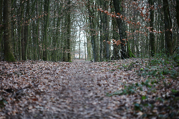 포토 JPG 해외이미지 나무 식물 구름 꽃 도로 상상 자연 동화 주택 요정 이야기 이끼 풍경 사람없음 야외 목재 그래픽 가로 초록색 빛 컴퓨터 햇빛 태양 노란색 문 맑음 어둠 버섯 꿈 고속도로 터널 숲 신비 방향 공상 마법 깊이 발생 몽환 수평선 카피스페이스 해외포토 자연요소 길 컬러 컨셉 재료 교통시설 날씨 건물 전자제품 공백 생태계 파일형식 이미지허브