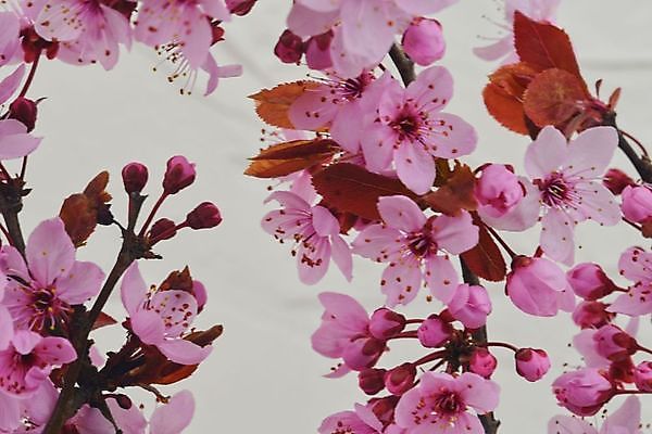 포토 JPG 해외이미지 나무 식물 계절 꽃잎 꽃 줄기 분홍색 백그라운드 잎 꽃무늬 곡선 자연 벽지 친절 사람없음 장식 컬러풀 일본 고요 봄 벚꽃 흰색 나뭇가지 신선 개화 체리 닫기 4월 묘사 싱글 동쪽 내추럴 고립 꽃수술 해외포토 아시아 선 컬러 무늬 과일 모션 날짜 방향 생태계 파일형식 이미지허브