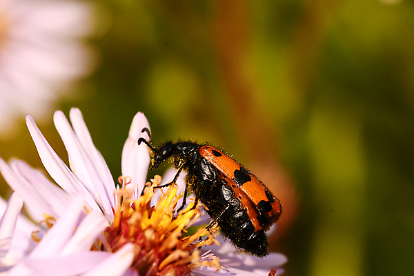 포토 JPG 해외이미지 동물 꽃 나비 곤충 자연 사람없음 수분 해외포토 식물 생태계 파일형식 이미지허브