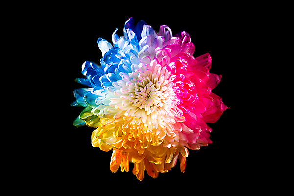 포토 JPG 해외이미지 식물 계절 꽃잎 꽃 분홍색 백그라운드 무지개 꽃무늬 국화 발렌타인데이 사람없음 장식 빨간색 초록색 여름 파란색 컬러풀 노란색 검은색 봄 흰색 제비꽃 데이지 해외포토 자연요소 컬러 무늬 데이이벤트 파일형식 이미지허브