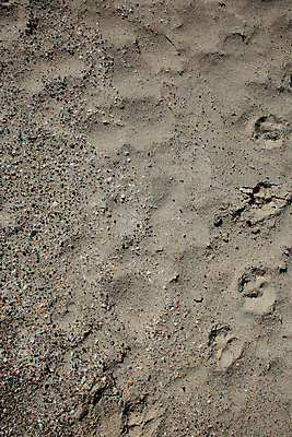 포토 JPG 해외이미지 모래 파도 바다 섬 여행 자연 하늘 휴가 조개 휴식 사람없음 야외 물 여름 파란색 빛 모래사장 햇빛 반사 우주 일출 일몰 껍질 흰색 신선 황금 고급 수집 오브젝트 싱글 휴양지 부드러움 내추럴 앵무조개 터키석 플로리다 해외포토 자연요소 계절 컬러 컨셉 어패류 태양 노을 미국 장소 감각 보석 생태계 파일형식 이미지허브