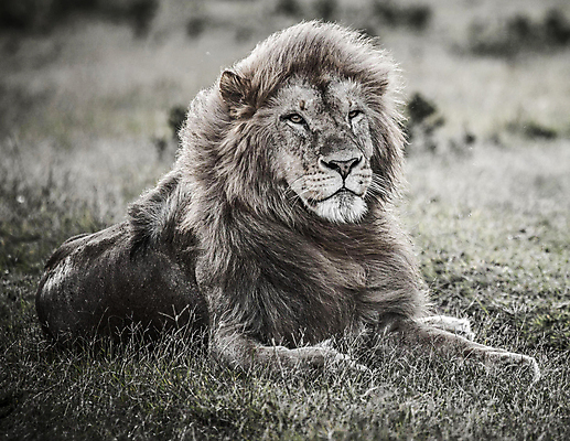 포토 JPG 해외이미지 주간 한마리 야생동물 흑백 초원 사람없음 야외 아웃포커스 육식동물 숫사자 해외포토 자연요소 동물 1 촬영기법 사자 수컷 파일형식 이미지허브