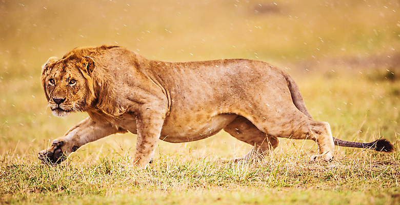 포토 JPG 해외이미지 주간 한마리 야생동물 사람없음 야외 달리기 육식동물 숫사자 해외포토 자연요소 동물 1 모션 사자 수컷 파일형식 이미지허브