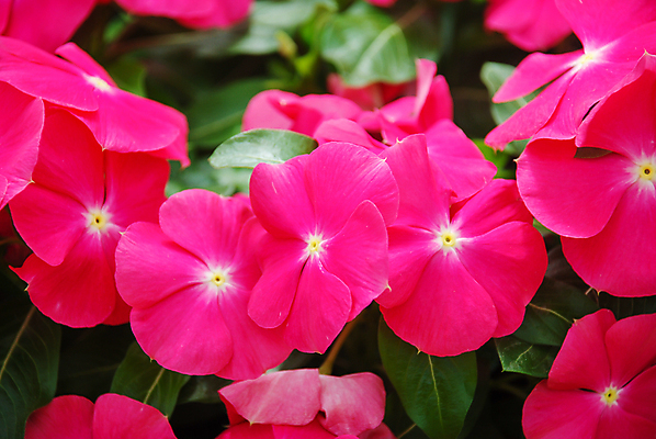 포토 JPG 해외이미지 식물 공원 꽃잎 꽃 분홍색 백그라운드 잎 꽃무늬 자연 사람없음 야외 초록색 장미 정원 보라색 어둠 봄 벚꽃 흰색 신선 개화 허브 내추럴 마다가스카르 해외포토 계절 공공시설 컬러 무늬 생태계 파일형식 이미지허브