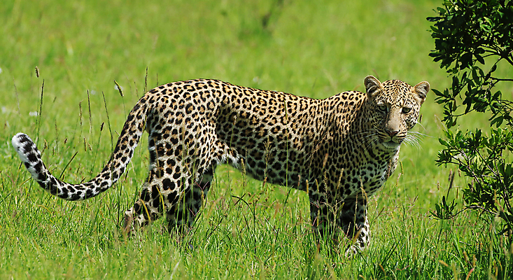 포토 JPG 해외이미지 주간 한마리 응시 야생동물 사람없음 야외 풀 육식동물 표범 해외포토 자연요소 식물 동물 1 시선 포유류 파일형식 이미지허브