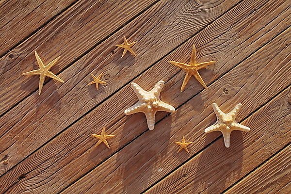 포토 JPG 해외이미지 주간 불가사리 사람없음 야외 나무바닥 해외포토 자연요소 극피동물 바닥 파일형식 이미지허브