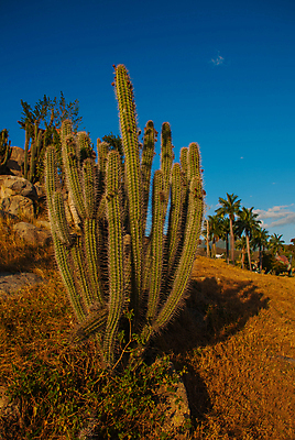포토 JPG 해외이미지 나무 식물 계절 꽃 행복 여행 백그라운드 잎 겨울 패턴 자연 휴가 선인장 씨앗 풍경 사람없음 장식 초록색 여름 새싹 정원 봄 사막 성장 가을 시골 신선 개화 가시 결합 큐브 묘사 질감 심플 쿠바 내추럴 해외포토 감정 컬러 무늬 중앙아메리카 생태계 파일형식 이미지허브