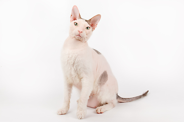 포토 JPG 해외이미지 한마리 실내 앉기 사람없음 반려동물 귀여움 고양이 흰배경 스핑크스고양이 반려묘 해외포토 동물 1 백그라운드 컨셉 포유류 모션 내부 흰색 파일형식 이미지허브