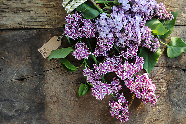 포토 JPG 해외이미지 식물 디자인 기념일 꽃잎 꽃 꽃다발 결혼 백그라운드 잎 꽃무늬 패턴 자연 엄마 프레임 발렌타인데이 선물 사랑 사람없음 목재 장식 여름 보라색 봄 수확 벚꽃 인사 신용카드 생일 개화 다발 배열 향수 향기 엽서 초대 라일락 내추럴 구성 해외포토 나무 계절 감정 컬러 무늬 농업 재료 가족 데이이벤트 이벤트 금융 화장품 예절 편지 생태계 냄새 파일형식 이미지허브