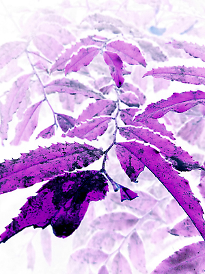 포토 JPG 해외이미지 나무 식물 디자인 계절 백그라운드 잎 꽃무늬 패턴 일러스트 자연 추상 바나나 손바닥 미술 사람없음 장식 초록색 여름 세트 정원 봄 수확 성장 흰색 나뭇가지 숲 인쇄 수집 오브젝트 에코 유기농 질감 하와이 내추럴 고립 엘리먼트 이국적 파라다이스 해외일러스트 손 웰빙 꽃 컬러 무늬 농업 과일 문화예술 환경 미국 생태계 파일형식 이미지허브