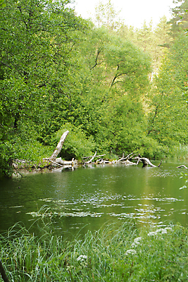 포토 JPG 해외이미지 나무 구름 계절 공원 호수 여행 백그라운드 잎 자연 하늘 풍경 사람없음 야외 목재 초록색 물 여름 파란색 햇빛 태양 노란색 환경 계곡 맑음 봄 가을 흰색 나뭇가지 소나무 황무지 숲 자작나무 깊이 벨로루시 생태학 해외포토 자연요소 식물 공공시설 교육 컬러 재료 날씨 생태계 파일형식 이미지허브