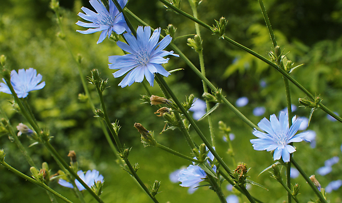 포토 JPG 해외이미지 식물 공원 꽃 백그라운드 잎 자연 잔디 사람없음 야외 초록색 여름 파란색 태양 환경 맑음 성장 시골 닫기 허브 묘사 내추럴 치커리 해외포토 자연요소 계절 공공시설 컬러 채소 모션 날씨 생태계 파일형식 이미지허브