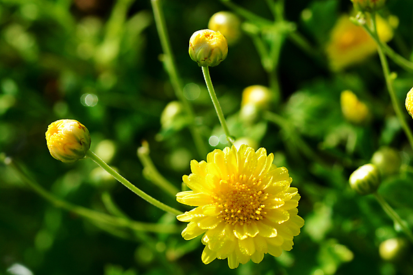포토 JPG 해외이미지 나무 식물 계절 꽃잎 꽃 문화 잎 꽃무늬 밭 농업 자연 국화 건강 씨앗 풍경 사람없음 야외 초록색 햇빛 노란색 정원 일본 중국 수확 성장 벚꽃 흰색 신선 개화 약초 작음 허브 원예 타입 내추럴 생존 해외포토 산업 아시아 컬러 무늬 취미 태양 풀_식물 크기 생태계 파일형식 이미지허브
