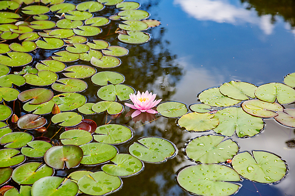 포토 JPG 해외이미지 식물 계절 꽃잎 꽃 백그라운드 잎 꽃무늬 자연 사람없음 야외 초록색 물 정원 벚꽃 신선 개화 큼 내추럴 해외포토 자연요소 컬러 무늬 크기 생태계 파일형식 이미지허브