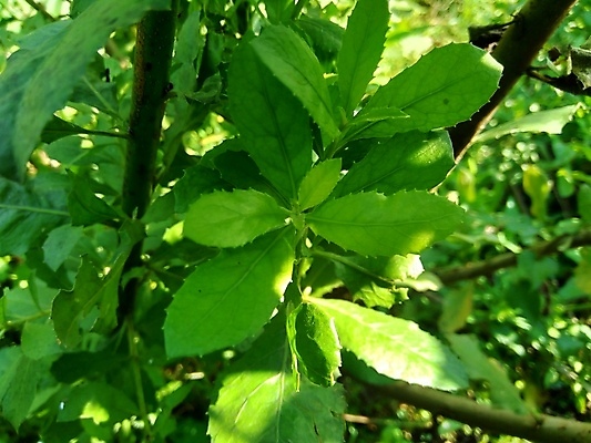 포토 JPG 해외이미지 식물 꽃 음식 백그라운드 잎 채소 재료 자연 건강 사람없음 초록색 약 정원 봄 성장 흰색 신선 습지 약초 질병 인도인 허브 유기농 성분 테라피 내추럴 돌봄 추출 해외포토 외국인 웰빙 계절 컬러 의학 모션 동양인 뷰티 풀_식물 생태계 파일형식 이미지허브