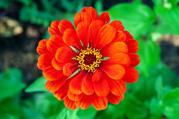 포토 JPG 해외이미지 식물 계절 공원 꽃잎 꽃 분홍색 백그라운드 잎 꽃무늬 오렌지 자연 사람없음 야외 장식 빨간색 초록색 여름 컬러풀 노란색 정원 보라색 봄 벚꽃 흰색 신선 개화 원예 내추럴 해외포토 공공시설 컬러 무늬 과일 취미 생태계 파일형식 이미지허브