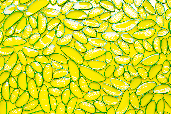 포토 JPG 해외이미지 스튜디오촬영 단면 실내 사람없음 노란배경 알로에 해외포토 식물 백그라운드 내부 노란색 파일형식 이미지허브