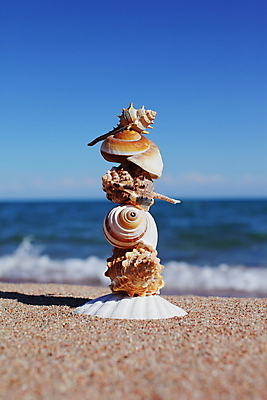 포토 JPG 해외이미지 주간 모래 불가사리 해변 사람없음 야외 조개껍데기 해외포토 자연요소 바다 조개 극피동물 파일형식 이미지허브