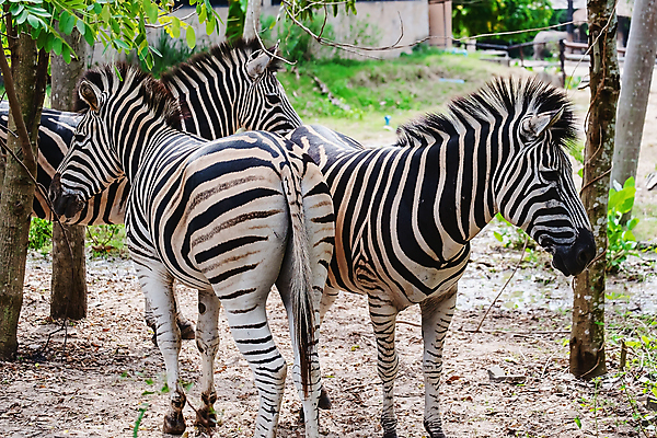 포토 JPG 해외이미지 동물 공원 야생동물 선 백그라운드 패턴 밭 포유류 아프리카 자연 초식동물 휴가 바닥 털 서기 사람없음 야외 초록색 농장 검은색 줄무늬 흰색 그룹 황무지 보호 군중 숲 엉덩이 사파리 피부 질감 꼬리 얼룩말 당나귀 내추럴 동물상 생태학 전국 해외포토 공공시설 교육 나라 컬러 컨셉 무늬 농업 모션 사람 신체부위 조형물 말_동물 생태계 파일형식 이미지허브