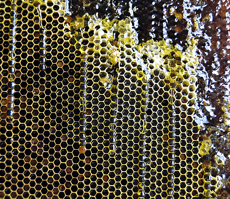 포토 JPG 해외이미지 음식 곤충 세포 건강 사탕 사람없음 약 노란색 흐름 머리빗 액체 황금 달콤 맛 떨어짐 꿀벌 날것 꽃가루 부드러움 육각형 꿀 고무 벌집 내추럴 밀랍 양봉 양봉장 어려움 왁스 폴리곤 정확 해외포토 도형 동물 컬러 컨셉 의학 디저트 미용용품 감각 벌_곤충 가루 파일형식 이미지허브