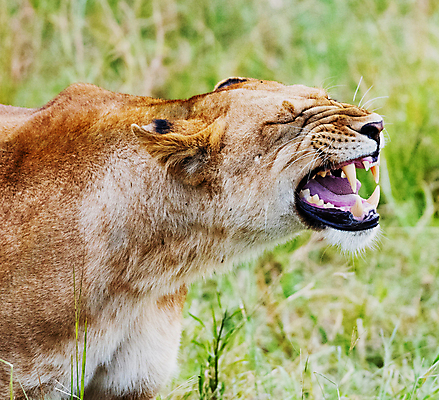 포토 JPG 해외이미지 주간 한마리 야생동물 사람없음 야외 눈감음 육식동물 암사자 포효 해외포토 자연요소 동물 1 모션 외침 사자 암컷 파일형식 이미지허브