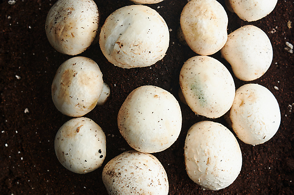 포토 JPG 해외이미지 식물 라이프스타일 계절 음식 백그라운드 다이어트 채소 재료 부분 건강 사람없음 주방 식사 버섯 흰색 신선 시장 맛 수프 자르기 먹기 향신료 흰배경 유기농 질감 내추럴 고립 곰팡이 그물버섯 단백질 식용 채식주의자 세련 비건 해외포토 웰빙 컬러 컨셉 모션 생활 채식 영양소 향미료 파일형식 이미지허브