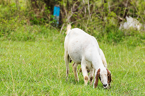 포토 JPG 해외이미지 동물 행복 백그라운드 밭 농업 포유류 태국 자연 염소 사람없음 야외 초록색 컬러풀 농장 농경지 걷기 마을 환경 가축 목장 농촌 시골 신선 그룹 양치기 군중 방목 땅 먹기 내추럴 밭일 수유 찰과상 해외포토 직업 감정 산업 아시아 컬러 모션 사람 축산업 상처 생태계 파일형식 이미지허브