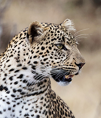 포토 JPG 해외이미지 주간 한마리 응시 야생동물 사람없음 야외 아웃포커스 육식동물 치타 해외포토 자연요소 동물 1 시선 포유류 촬영기법 파일형식 이미지허브