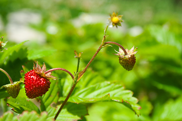 포토 JPG 해외이미지 식물 계절 열매 음식 백그라운드 잎 농업 과일 자연 딸기 건강 스웨덴 사람없음 빨간색 초록색 여름 농장 정원 수확 성장 벚꽃 나뭇가지 닫기 달콤 숲 작음 순수 유기농 원예 밭일 숙성 채식주의자 해외포토 나무 웰빙 꽃 산업 컬러 컨셉 모션 북유럽 취미 맛 크기 생태계 채식 파일형식 이미지허브