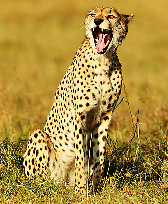 포토 JPG 해외이미지 주간 한마리 야생동물 입벌림 앉기 사람없음 야외 육식동물 치타 해외포토 자연요소 동물 1 포유류 모션 표정 파일형식 이미지허브