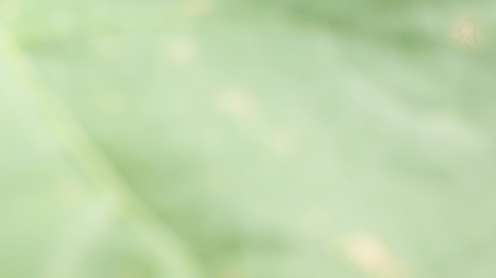 포토 JPG 해외이미지 나무 식물 템플릿 배너 계절 지구 백그라운드 잎 자연 벽지 추상 휴식 경사 사람없음 그래픽 초록색 빛 햇빛 태양 환경 정원 봄 에너지 흰색 신선 매끈함 소프트포커스 질감 보케 부드러움 개발 바이오 블러 생태학 그리너리 효과 해외포토 자연요소 교육 컬러 컨셉 무늬 촬영기법 감각 생태계 파일형식 트랜드컬러 이미지허브