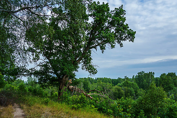 포토 JPG 해외이미지 나무 식물 계절 공원 백그라운드 밭 자연 하늘 날씨 건조 풍경 사람없음 야외 목재 햇빛 갈색 우주 맑음 나뭇가지 시골 숲 큼 장면 아몬드 내추럴 옛날 해외포토 공공시설 컬러 농업 재료 태양 견과류 크기 생태계 파일형식 이미지허브